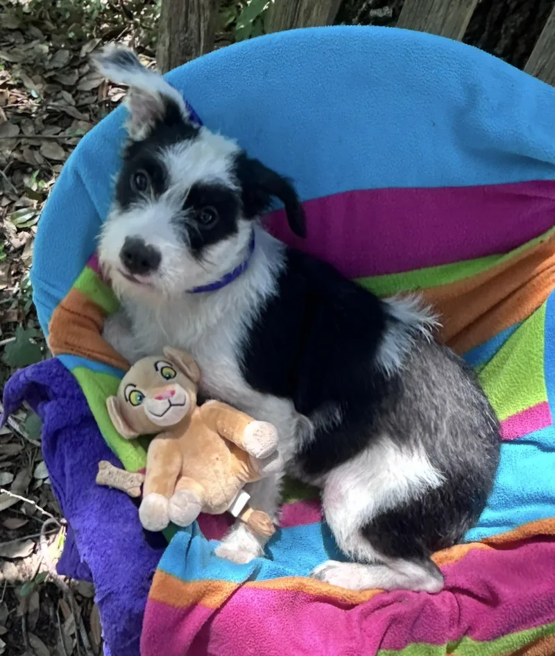 A baby small-sized female White / Cream Schnauzer dog named Babbette BRT for adoption in Missouri City, TX