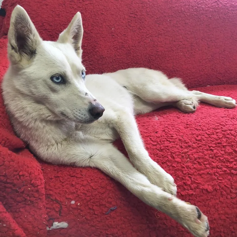 An adult small-sized female White / Cream Husky dog named Arwen for adoption in Spokane, WA