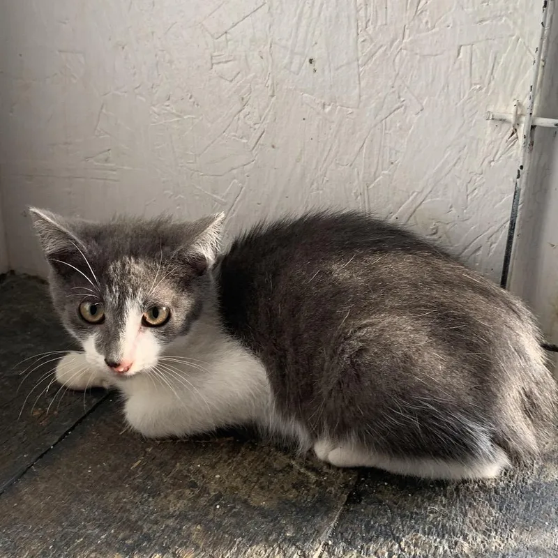 A baby small-sized male Gray / Blue / Silver Domestic Short Hair cat named Eeyore Estep for adoption in Woodstock, VA