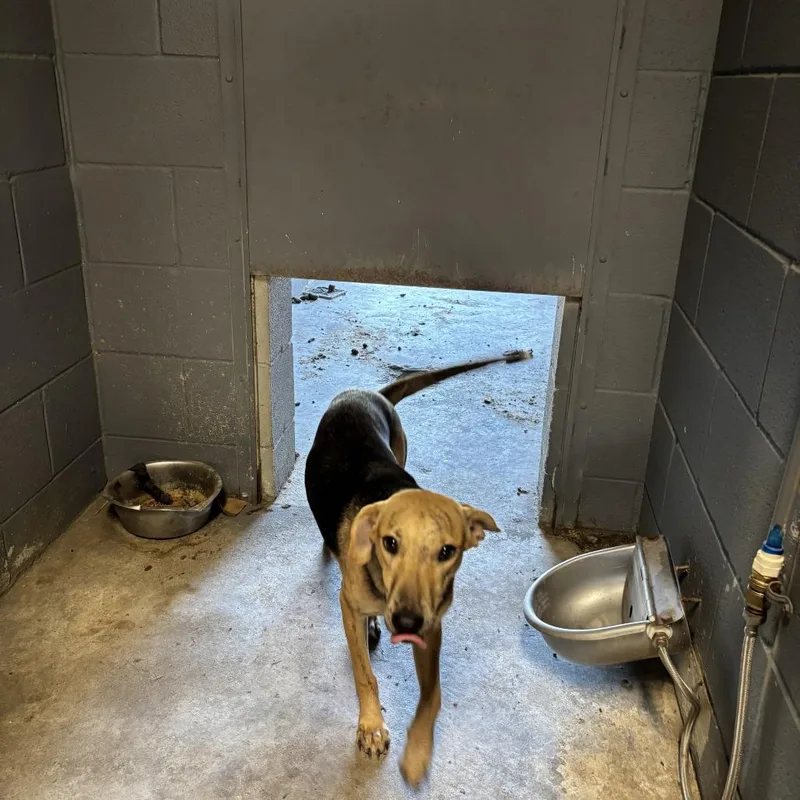 A young medium-sized female Black Labrador Retriever dog named Mrs. Archibald for adoption in Austin, TX