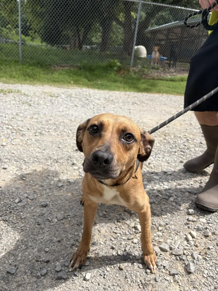 An adult medium-sized female Pit Bull Terrier dog named Harminy for adoption in Lawrenceburg, TN