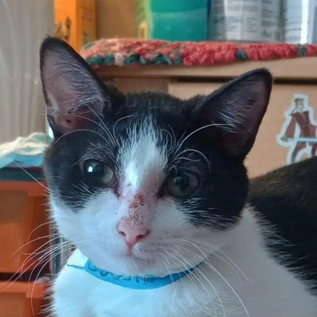 A young small-sized female White Domestic Short Hair cat named Bobbie for adoption in Grand Rapids, MN