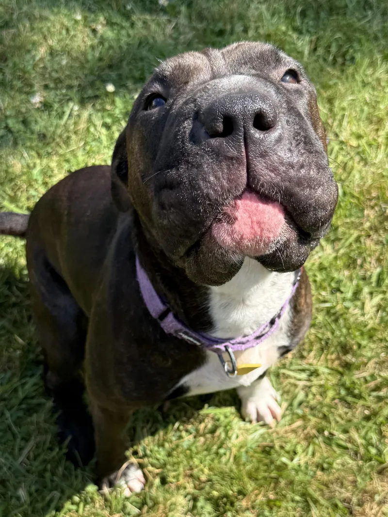 A young medium-sized female Shar-Pei dog named Bubbles for adoption in Cleveland, OH