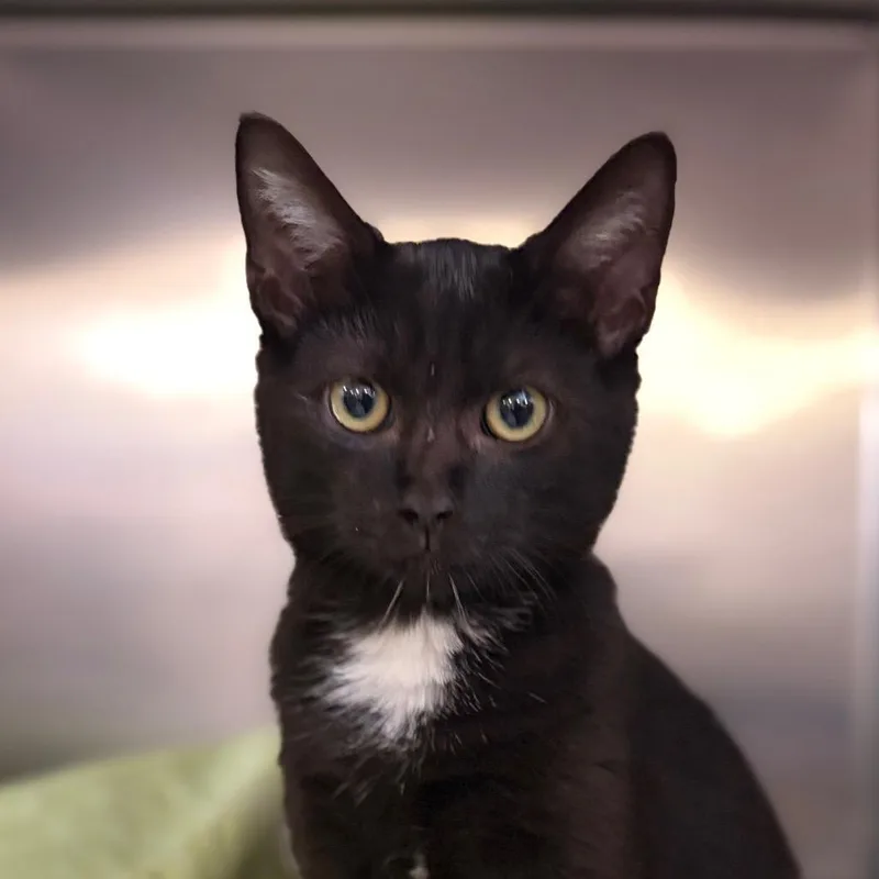 A baby medium-sized male Black Domestic Short Hair cat named Cotton Eye Joe for adoption in Charlottesville, VA