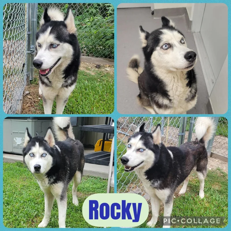 An adult medium-sized male White / Cream Husky dog named Rocky for adoption in Ringwood, NJ