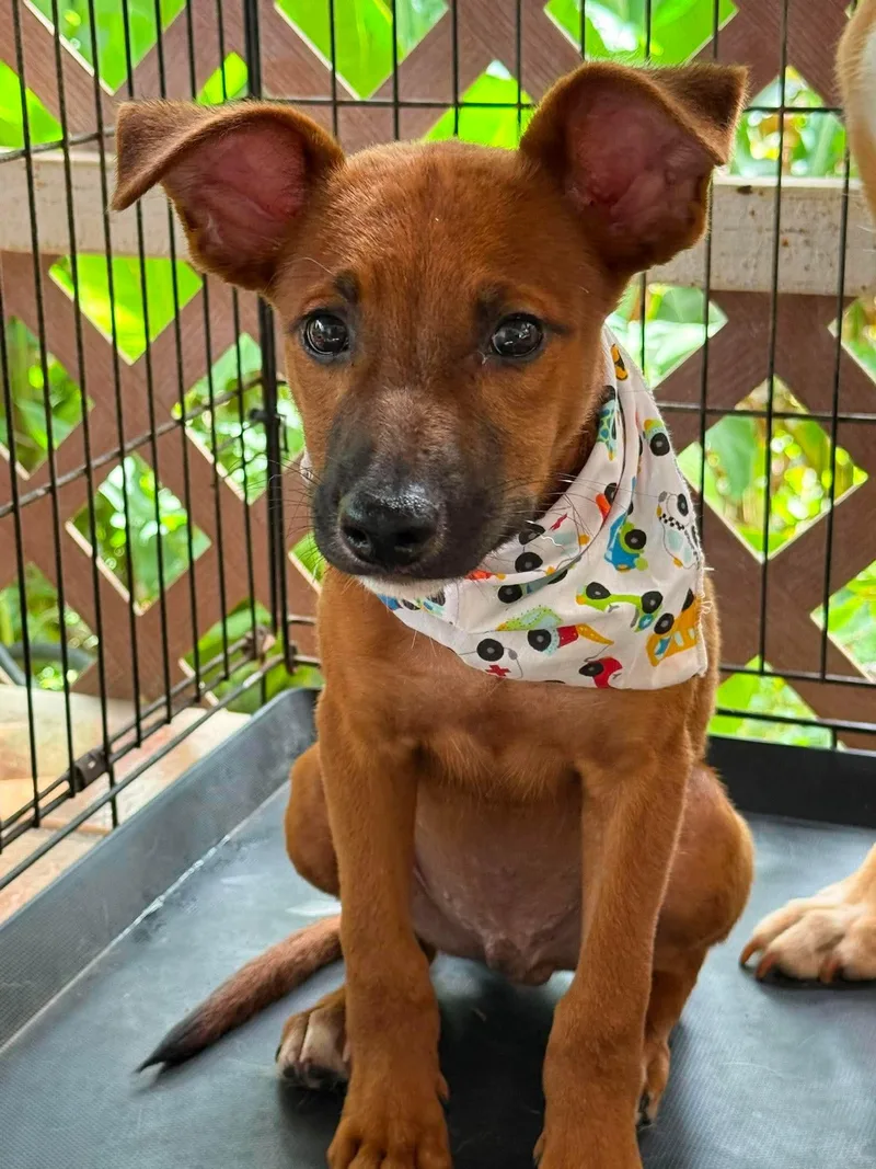 A young large-sized male Labrador Retriever dog named Ares for adoption in Virginia Beach, VA