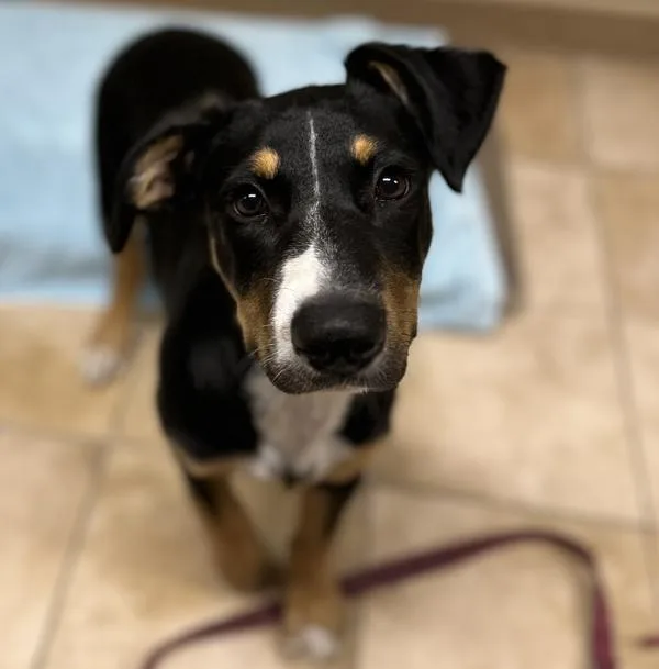 A baby medium-sized female Mixed Breed dog named Astrid for adoption in Troutdale, OR