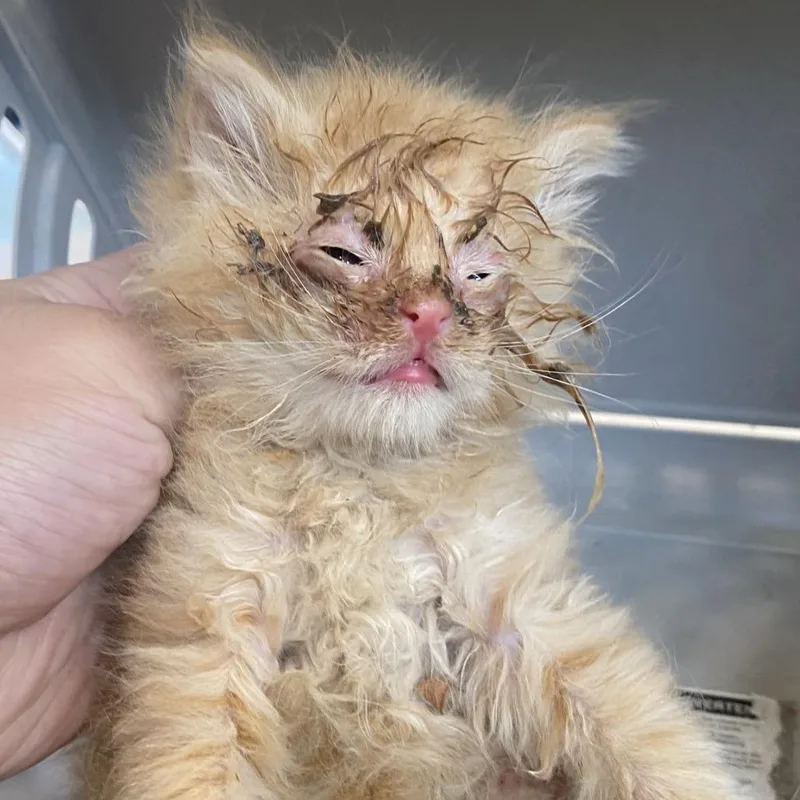 A baby small-sized male Orange / Red Domestic Medium Hair cat named 71232 for adoption in Harrisonburg, VA