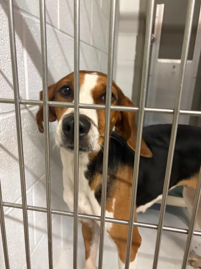 A young medium-sized female Treeing Walker Coonhound dog named Darla for adoption in Morgantown, KY