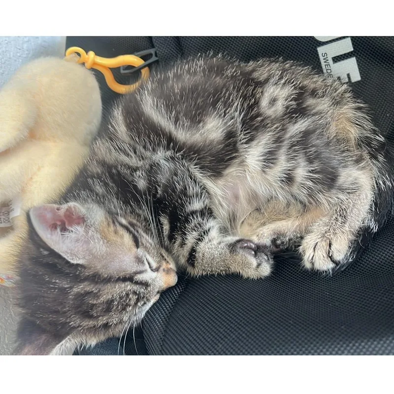 A baby small-sized female Brown / Chocolate Domestic Short Hair cat named Jiggy for adoption in Austin, TX