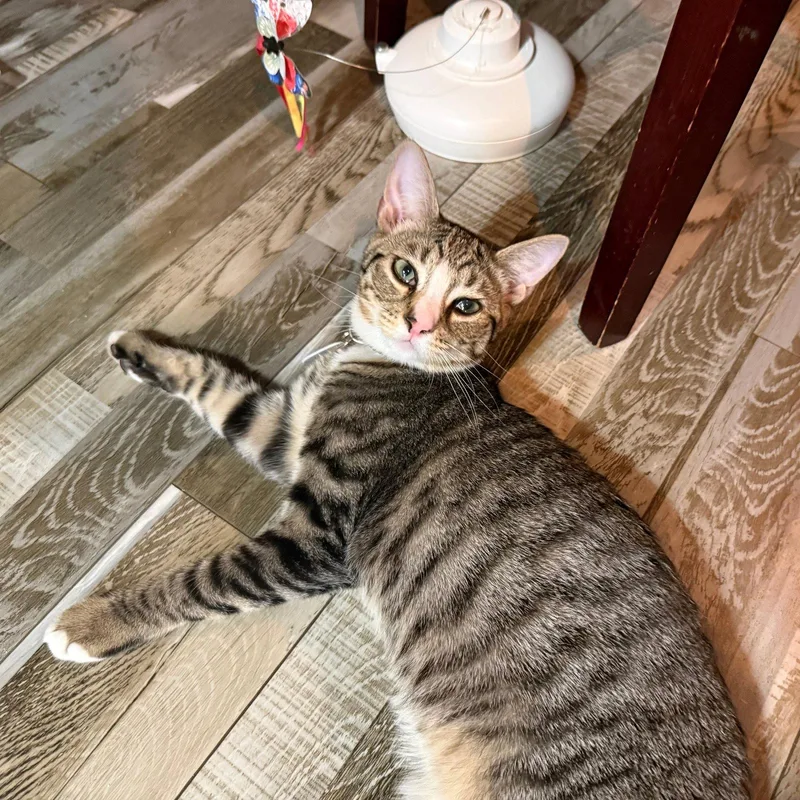 A young medium-sized male Domestic Short Hair cat named Eddie Roundtree and Graham for adoption in Brooklyn, NY