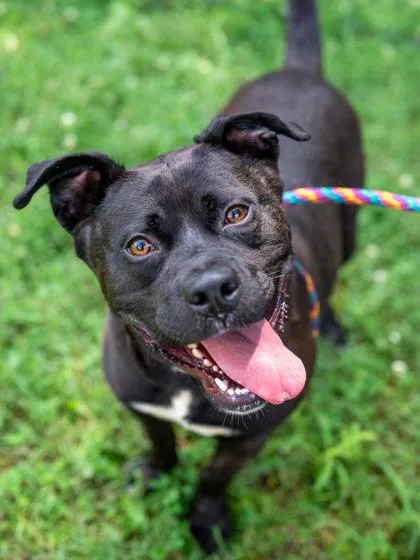 An adult large-sized male Mixed Breed dog named Silva for adoption in Chamblee, GA
