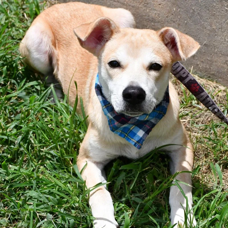 An adult medium-sized male White / Cream Terrier dog named Buffalo Ben for adoption in Beaumont, TX