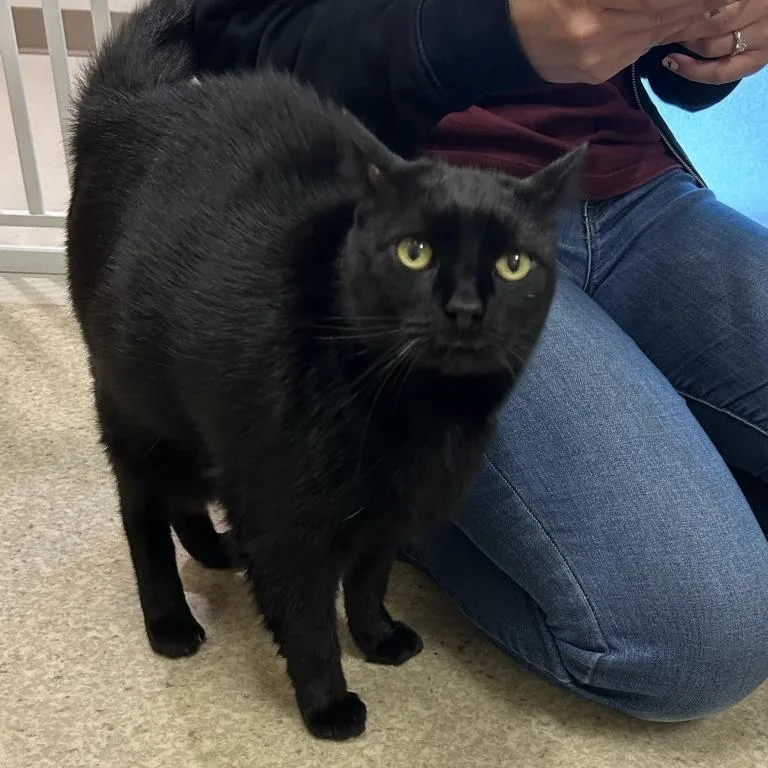 A senior extra large-sized female Black Domestic Short Hair cat named Ella for adoption in Springfield, MA