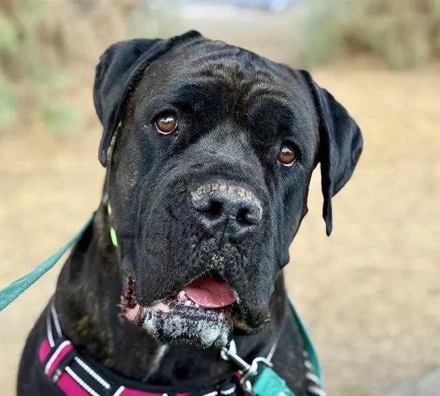 An adult extra large-sized female Cane Corso dog named Nana for adoption in Tucson, AZ