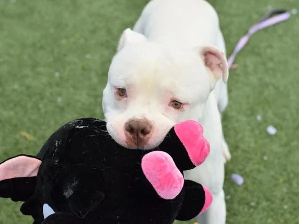 An adult large-sized male Mixed Breed dog named Lunchbox for adoption in Ridgewood, NY