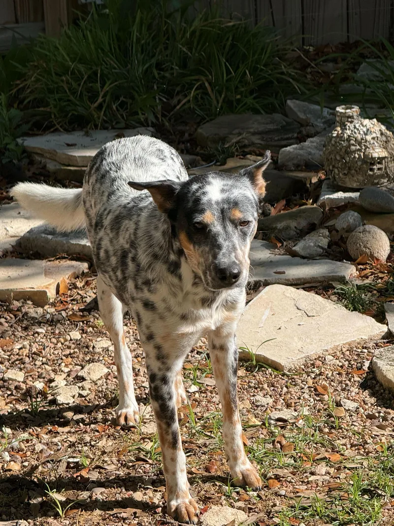 An adult medium-sized female Black Australian Cattle Dog / Blue Heeler dog named Merry for adoption in Pflugerville, TX