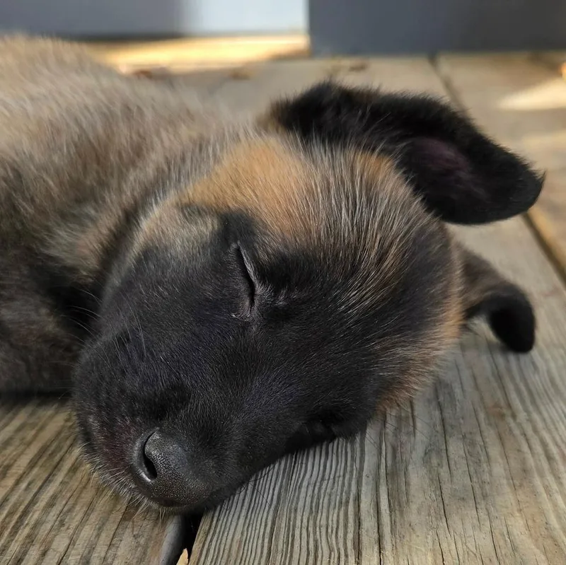A baby large-sized male Belgian Shepherd / Malinois dog named Ranger for adoption in China Township, MI