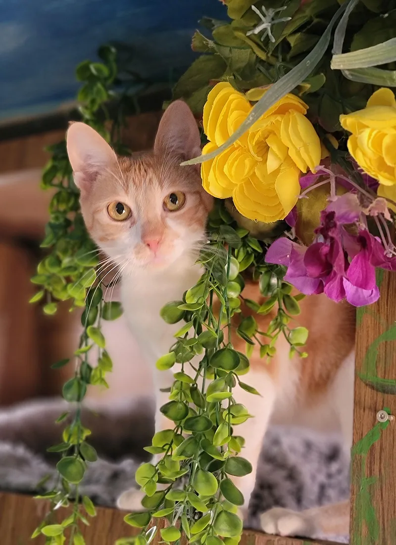 A young large-sized female Tabby (Orange / Red) Domestic Short Hair cat named Brandy for adoption in Washoe Valley, NV