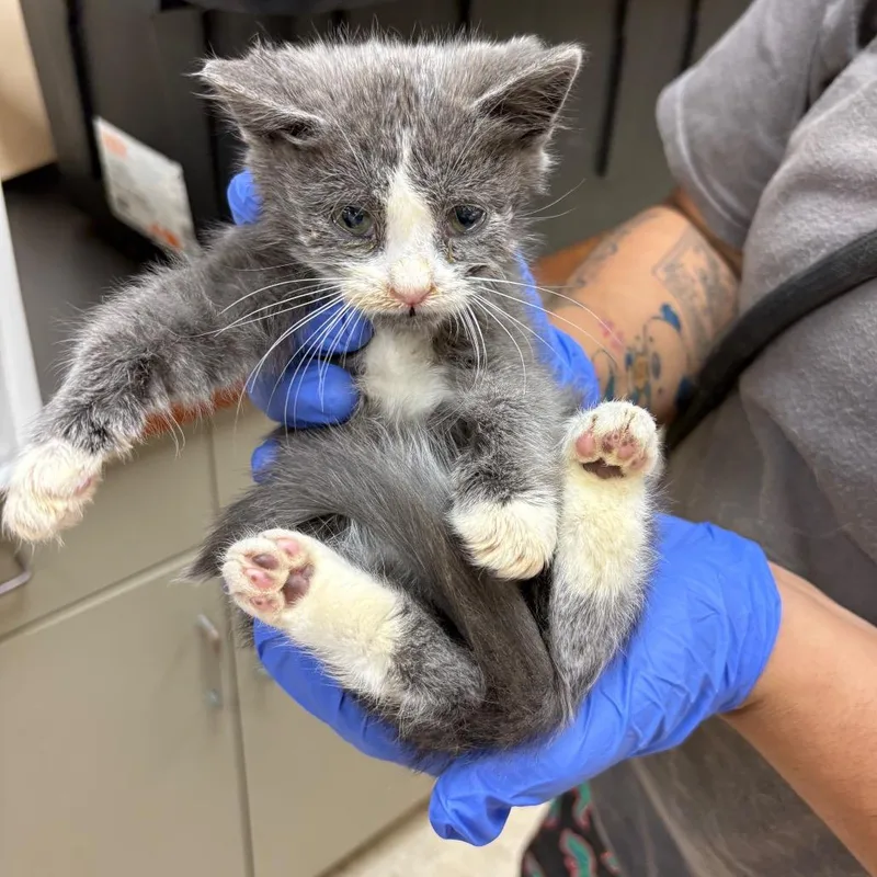 A baby small-sized male Gray / Blue / Silver Domestic Short Hair cat named Montgomery for adoption in Columbus, GA