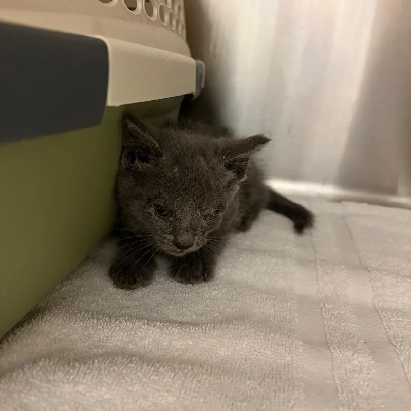 A baby small-sized female Gray / Blue / Silver Domestic Short Hair cat named Private for adoption in Chattanooga, TN