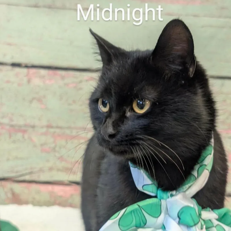 A young medium-sized female Black Domestic Short Hair cat named Midnight for adoption in Parkersburg, WV