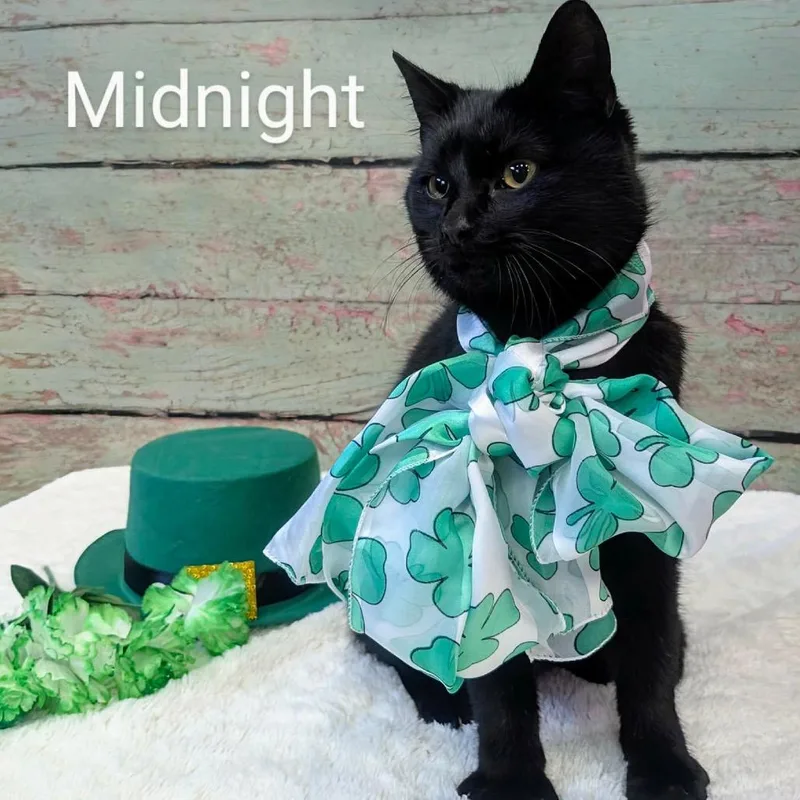 Midnight thumbnail 2