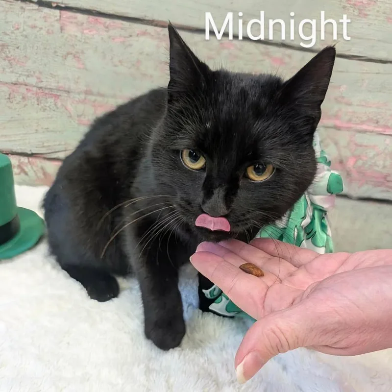 Midnight thumbnail 3