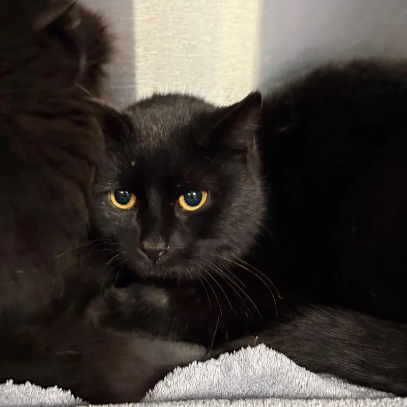 Midnight thumbnail 4