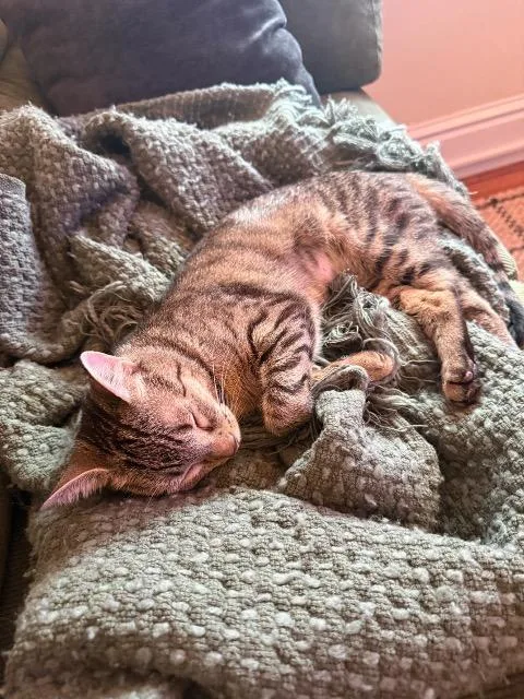 A young medium-sized female Domestic Short Hair cat named Joule for adoption in Cincinnati, OH