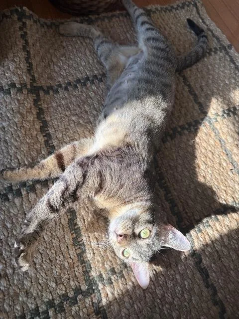 Joule thumbnail 4