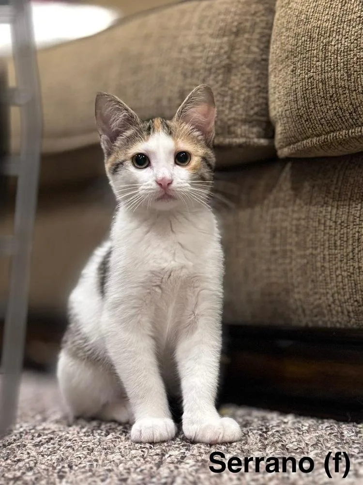 Serrano