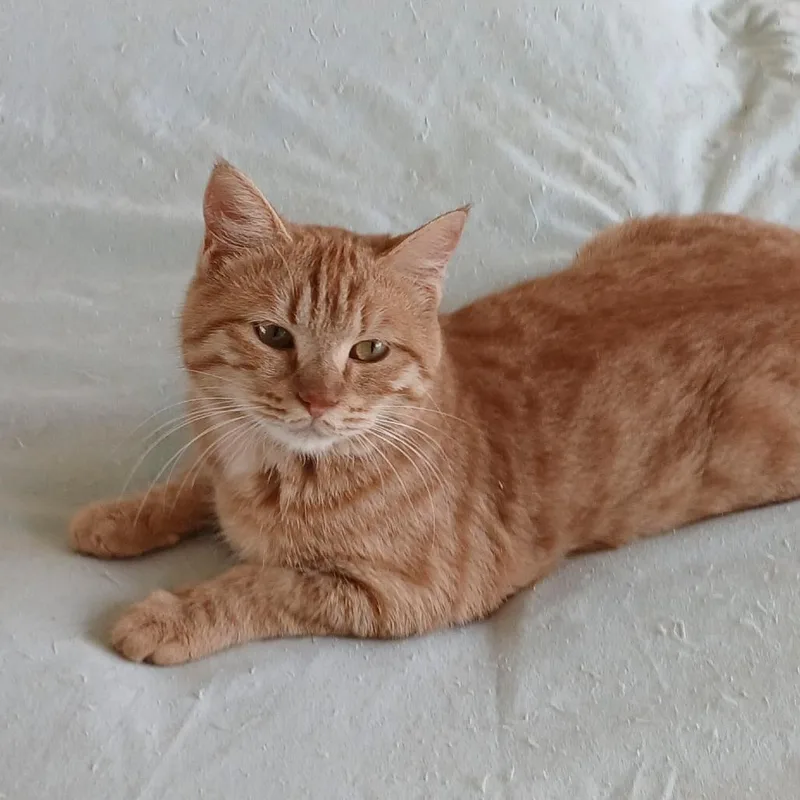 A young small-sized male Orange / Red Domestic Short Hair cat named Jerry for adoption in Fairfax, VA