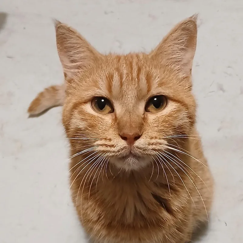 Jerry thumbnail 2