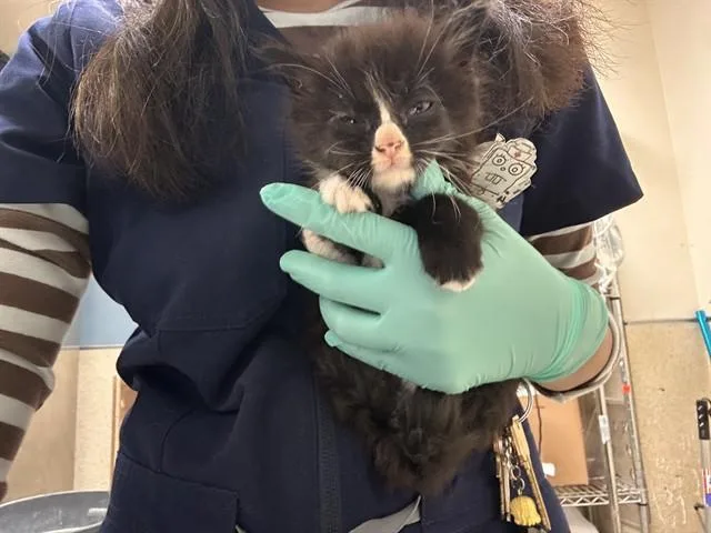A baby small-sized female Domestic Medium Hair cat named Snowhite for adoption in Riverside, CA