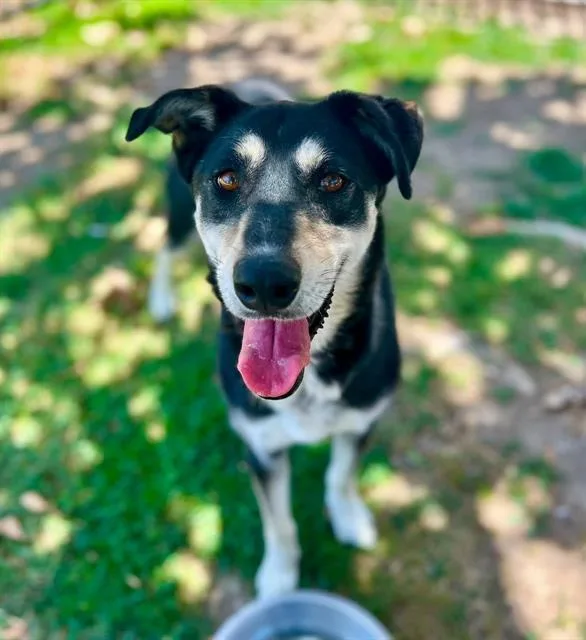 An adult large-sized female Shepherd dog named Hanji for adoption in Riverside, CA