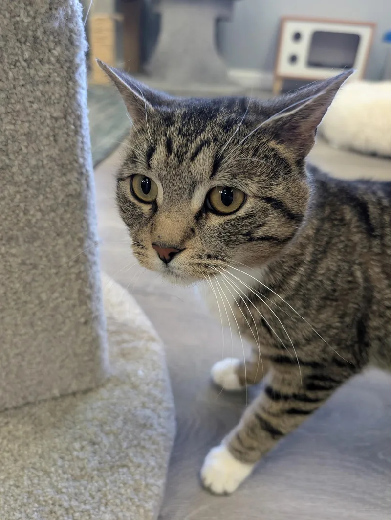 An adult medium-sized male Tabby (Gray / Blue / Silver) Domestic Short Hair cat named Anchovy for adoption in Blaine, MN