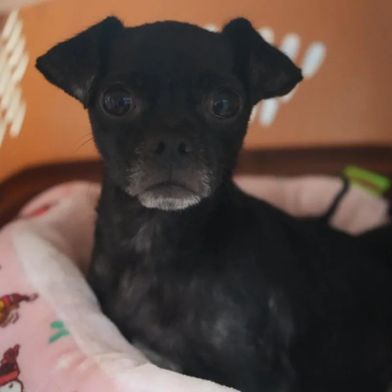 An adult small-sized female Chihuahua dog named Chiquita for adoption in Coachella, CA