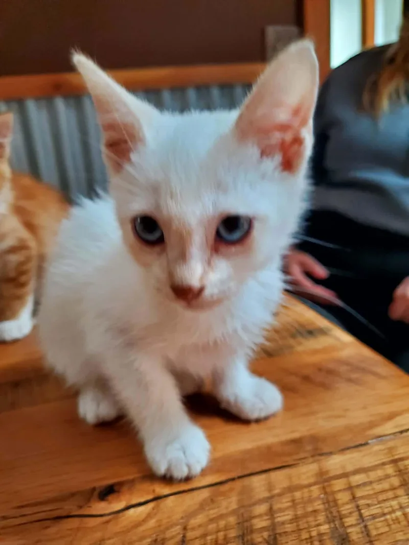 A baby medium-sized male White Siamese cat named Sui for adoption in Manhattan, KS