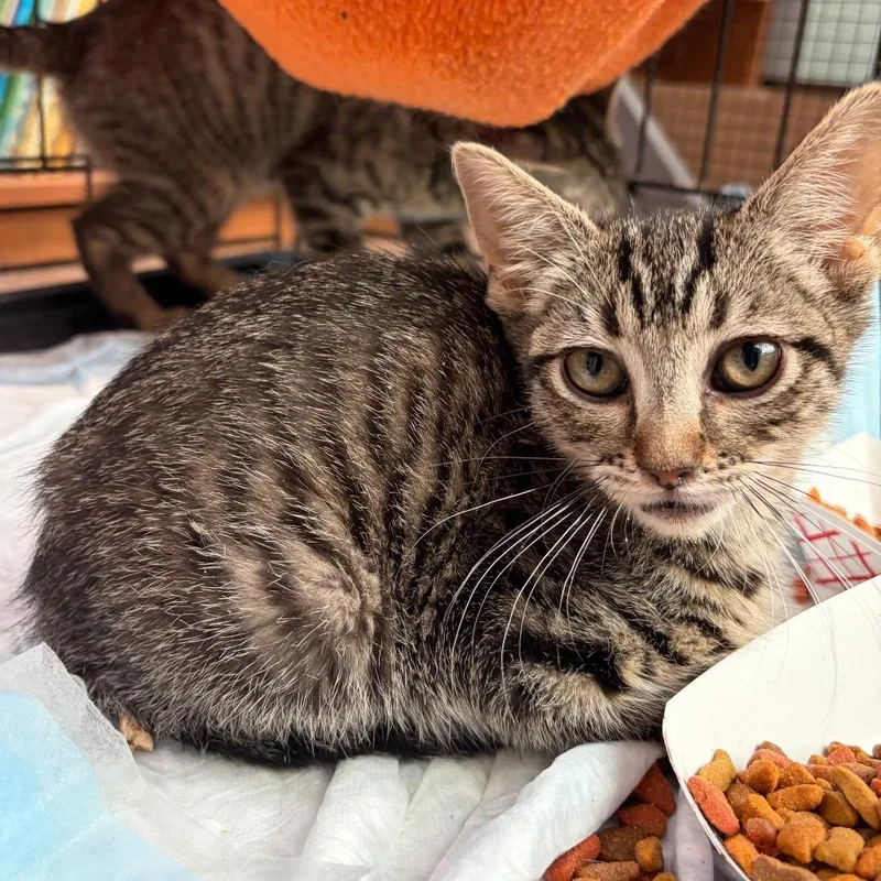 A baby small-sized female Brown / Chocolate Domestic Short Hair cat named Shiseido for adoption in Westminster, CA