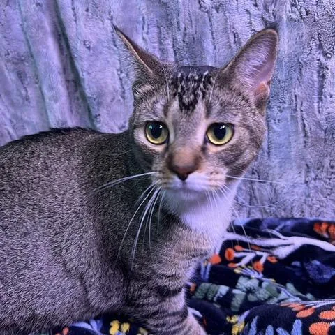 An adult large-sized female Brown / Chocolate Domestic Short Hair cat named Maggie for adoption in Chaska, MN