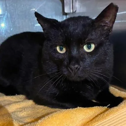 An adult small-sized male Domestic Short Hair cat named XRay for adoption in Gastonia, NC