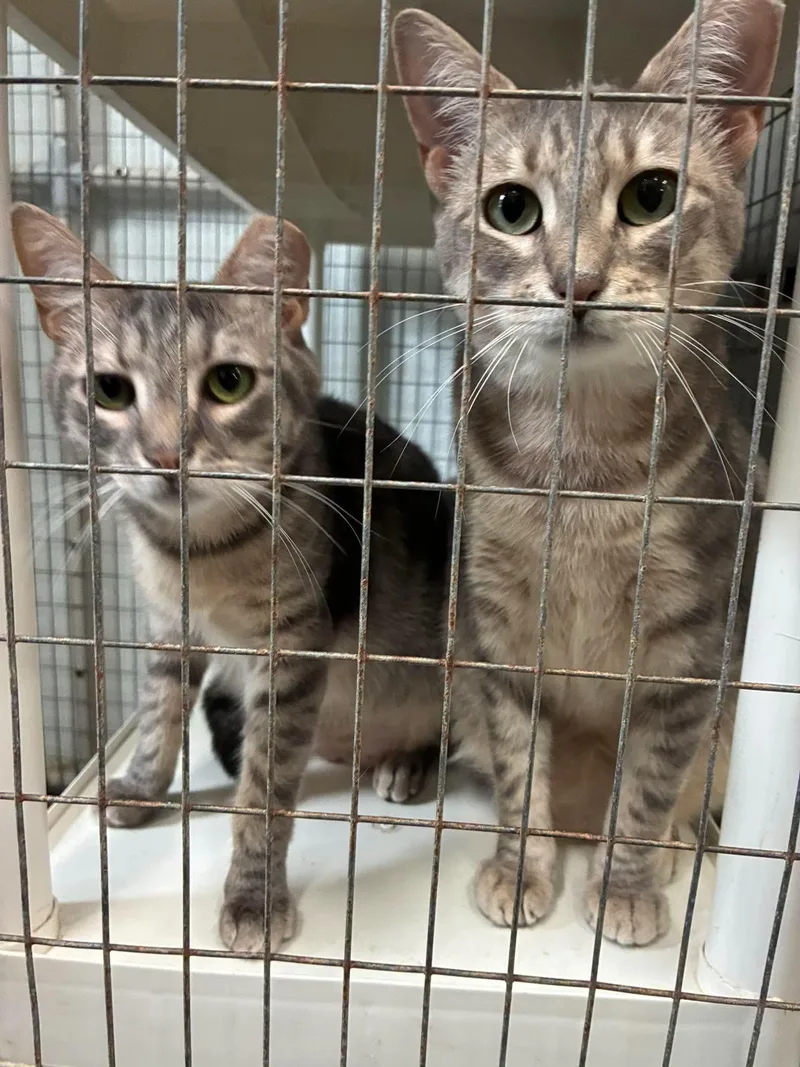 A baby large-sized female Tabby (Gray / Blue / Silver) Domestic Short Hair cat named Outlaws Parole for adoption in Lake Hopatcong, NJ