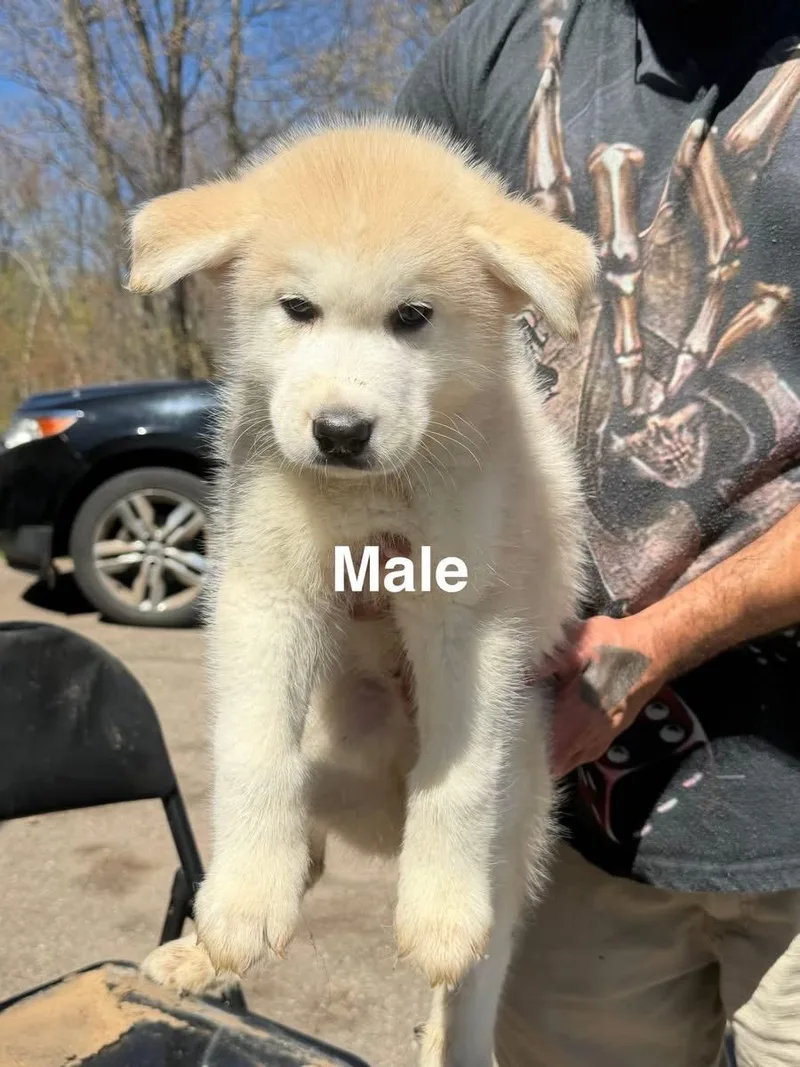 A baby large-sized male Apricot / Beige Husky dog named Franklin for adoption in Mora, MN