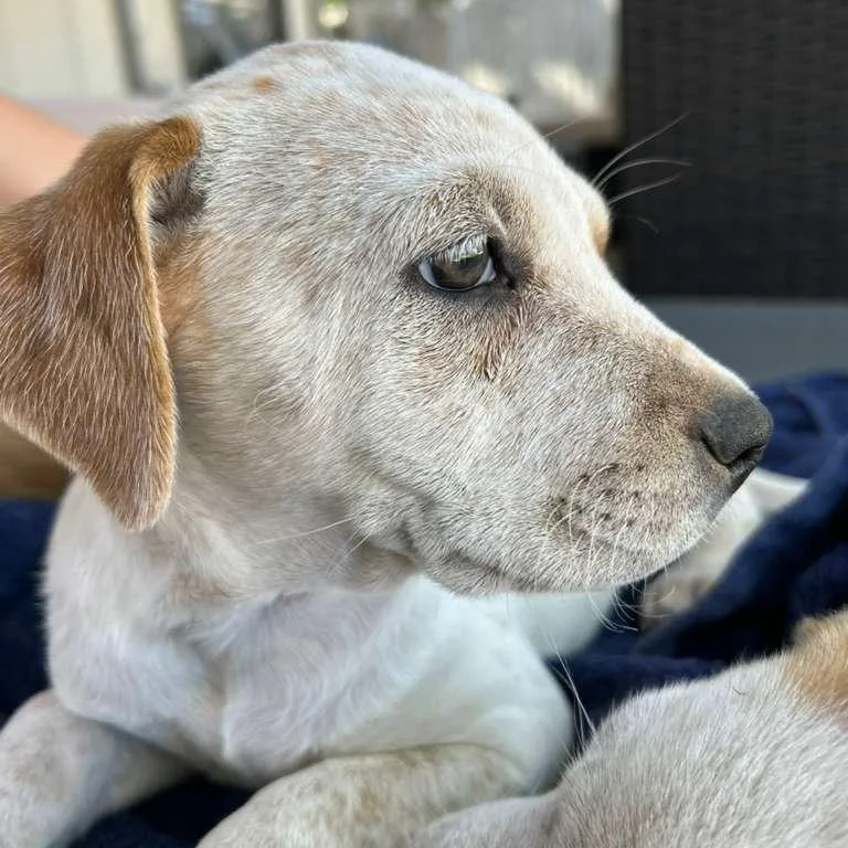 Temporarily Nova thumbnail 2