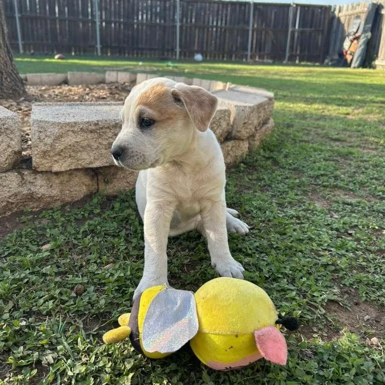 Temporarily Nova thumbnail 3