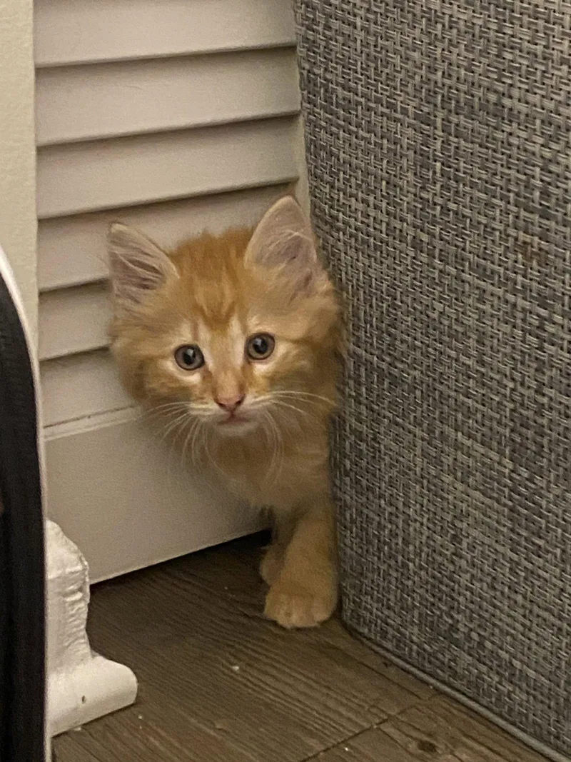 A young medium-sized male Domestic Long Hair cat named Megaphone for adoption in Camden, SC
