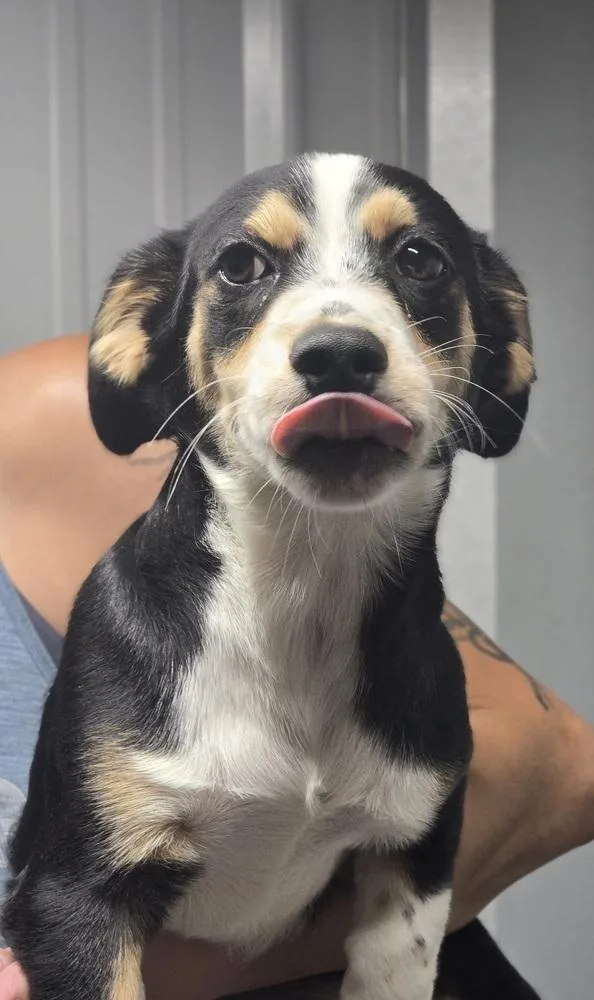 A baby small-sized male White / Cream Corgi dog named T Theodore for adoption in Warrenton, MO