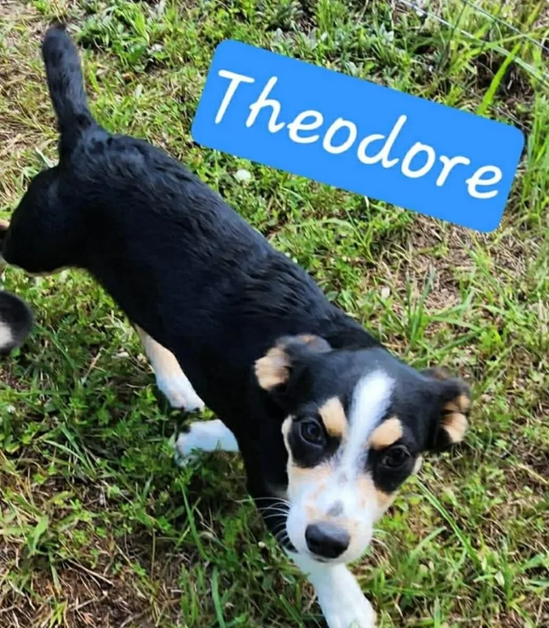 T Theodore thumbnail 2