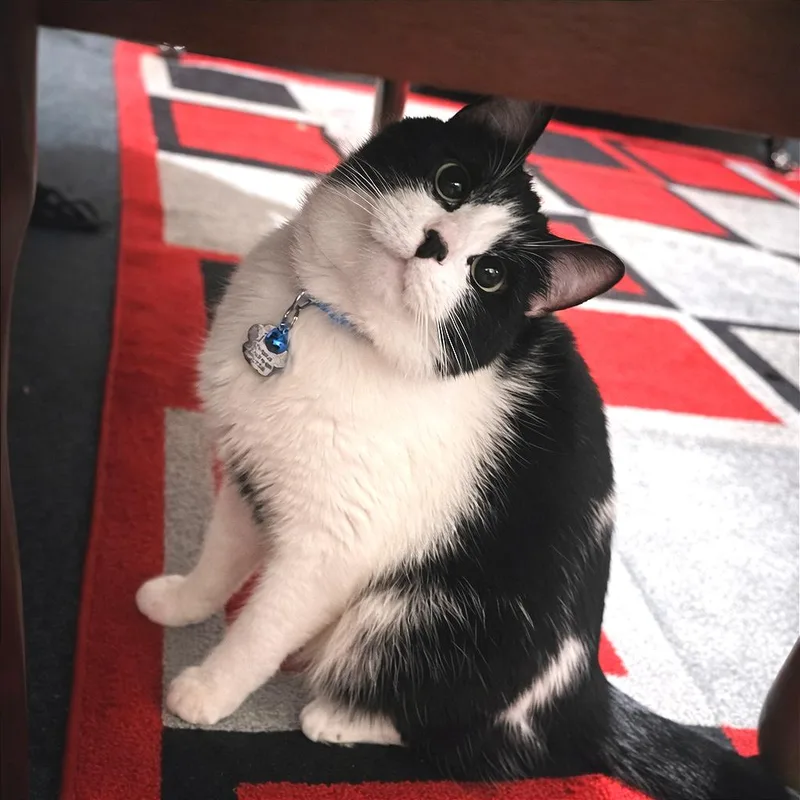 John Belushi thumbnail 2